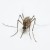 Vacunación reduciría hospitalizaciones y fortalecería control del dengue en México